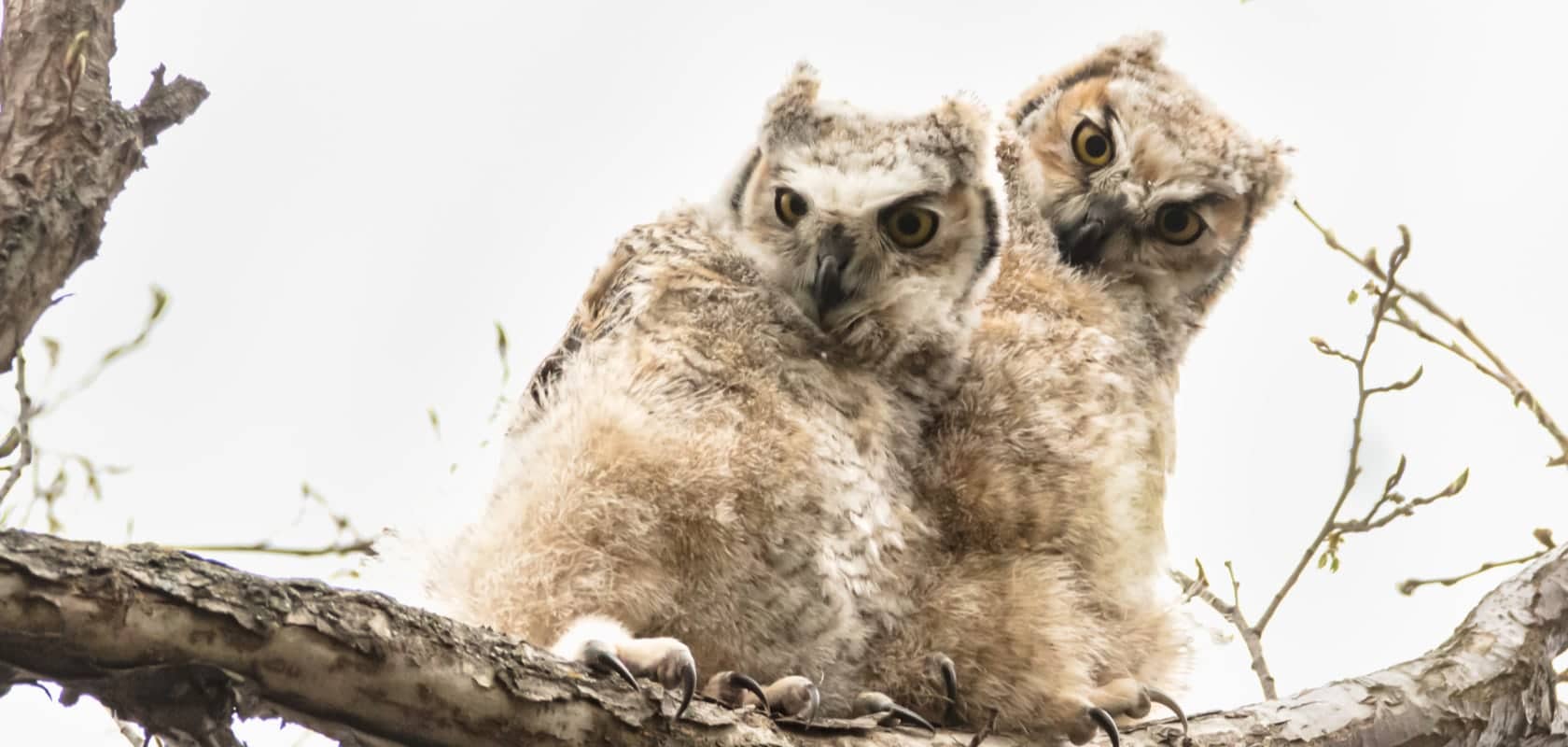 Two owlets perched on tree branch