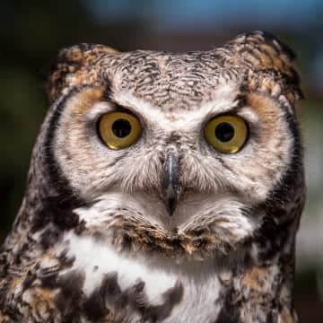 Olive the great horned owl